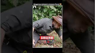 Amazon காட்டில் மட்டும் காணப்படக்கூடிய ஒருசில Dangerous Animals😯 | #infoman | #tamilfacts | #shorts|