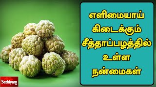 தமிழ் மருத்துவம் : எளிமையாய் கிடைக்கும் சீத்தாப்பழத்தில் உள்ள நன்மைகள் | Tamil Maruthuvam