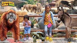 Jalan-jalan ke Kebun Binatang melihat Gajah, di Kejar Orang Utan! - Gembira Loka Zoo Yogyakarta