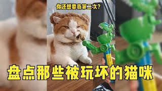 盘点那些被玩坏的猫咪，我不是人，但你们是真的狗