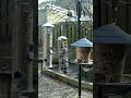 a great tit bird enjoying sunflower hearts on the feeder birds birdfeeder greattits titbirds