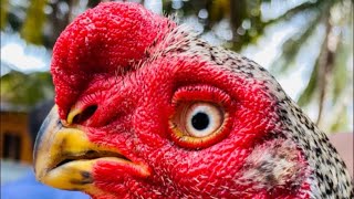 கிளி மூக்கு விசிறிவால் கருங்கீரி சேவல். Parrot beak aseel keeri cockerel. KK linage. In Srilanka.