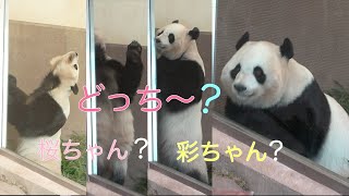 【桃浜👀隣がとても気になる‼️9/27】どっちが出て来る❓桜浜❓彩浜❓/フリーズ/飼育員さんおやつ/ジャイアントパンダ/アドベンチャーワールド/panda/touhin/saihin