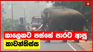 කාලෙකට පස්සේ පාරට ආපු කාවන්තිස්ස | Kavan Tissa | Elephant