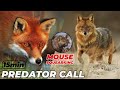 mouse squearking * predator call sound effects