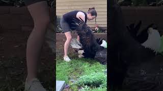 Pair of Bald Eagles Pried Apart During Tussle in Canada