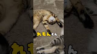 寝相が愉快な兄弟猫【思わず笑っちゃう】