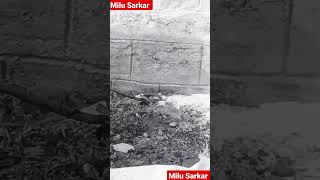 milu Snake 🐍 #shorts #video #from #kolkata #miluju #2023 |