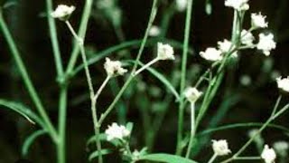 పార్థినియం కలుపు నివారణ  how to control  parthenium weed