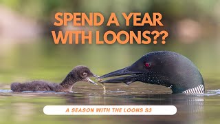 Photographing Loons From Hatch to Fledge: A Season with the Loons S3 Ep3: The Finale