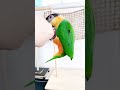 おもしろインコ 手から離れない！ ズグロシロハラインコ shorts parrot caique