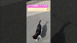 近所の人懐っこい猫ちゃん🐱いつも挨拶しに来てくれる⭐️ #猫 #人懐っこい猫#挨拶 #catlover #Japanese