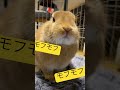 モフモフ🐰 うさぎ 癒し うさぎとの生活 かわいい ミニウサギ ミニウサギとの生活 ネザーランドドワーフ 可愛いうさぎ 可愛いペット