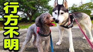 捜さないでください。泣きながら・・・ハスキー犬と保護犬トイプードル