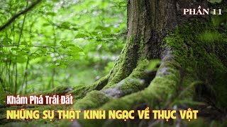 Khám Phá Trái Đất: Những Sự Thật Kinh Ngạc Về Thực Vật