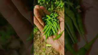 Peaceful scary kanthari chilli harvest 🌶️ #tamil #kerala #garden #calm #short #shorts #shortsfeed