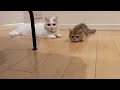 甘えんぼう猫の可愛さあふれるナイトルーティンを公開！