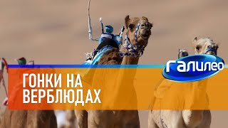 Галилео 🐪 Гонки на верблюдах