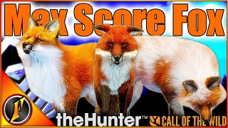 MAX SCORE FOX on the Red Fox Grind! | theHunter Call of the Wild