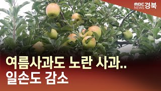 R)여름사과도 노란 사과‥일손도 감소/ 안동MBC