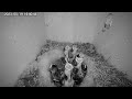 【夜間】孵化9日目 🐣×10 シジュウカラの巣箱 巣箱カメラ 野鳥 2023 05 19 夜 ～05 20 朝 bird nest box live camera