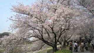 背割堤の桜