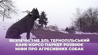 Безпечні і не злі: тернопільський кане-корсо Паркер розвіює міфи про агресивних собак