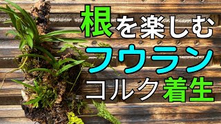 フウランとトキワシノブをコルクに着生させる方法を解説