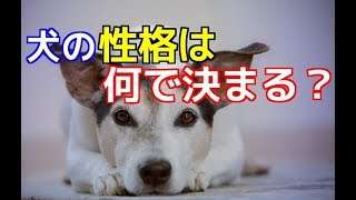 【愛犬のための知識】犬の性格は何で決まる？【犬を知る】