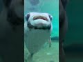 可愛いお魚イシガキフグ動画 puffer fish