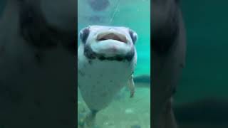 可愛いお魚イシガキフグ動画 Puffer fish