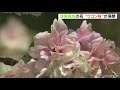 別名「美人桜」　樹齢約３００年といわれる「ウコン桜」が神社の境内で満開に