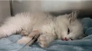 sick stray kitten.【生病的流浪小猫咪】