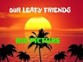 our leafy friends big picture