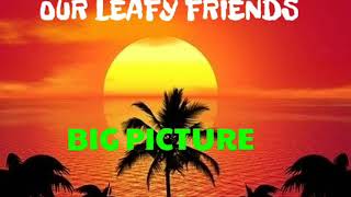 Our leafy friends - big picture