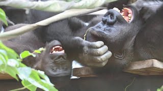 Bonding, health care with silverback Momotaro and keeper training. Date taken: August 28, 2022.