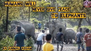 HUMANS WILL NEVER GIVE PEACE TO ELEPHANTS #RA ANIMAL ASSAM