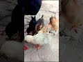 Wow Cutie mama hen chicks video | Cutie baby chicken | Adorable funny baby | murgi ke chuje  #shorts