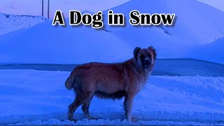 A Dog in Snow - سگی در میان برف