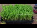 hydroponic green fodder unit english version impact technologies