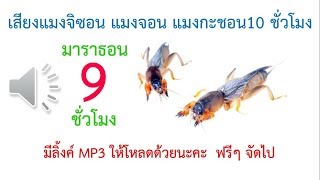 [เสียงต่อ Mp3] แมงกะชอน แมงจอน จิซอน มาราธอน 9 ชั่วโมง ยันหว่าง วันค่ำ-คืนพุ่ง ซอดแจ้งจ่างป่าง