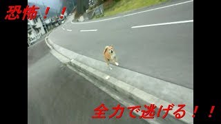 野良犬に噛まれそうになったが、スケボーで逃げきる！#スケボー#野良犬