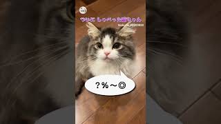 ~ついに しゃべった猫ちゃん~ご主人さんの呼び掛けに応える「おはぎちゃん」に変化が？！ Instagram@tsukune_20200922 ご掲載ありがとうございます💛 #猫 #ねこ #shorts