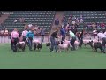 Swine show kicks off at Georgia National Fairgrounds in Perry