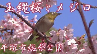 【野鳥観察】早咲きの「玉縄桜」と花蜜を吸うメジロ　２月中旬～３月上旬・中旬 [japanese cherry blossom] 平塚市総合公園