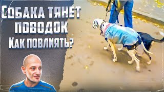 Как можно повлиять на то,чтобы собака не тянула