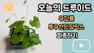 [오늘의 드루이드] 구갑룡과 투구선인장 씨앗심어 키워보기!