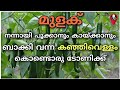 Pachamulaku krishi | Green chilli farming | Prs kitchen krishi | Red chilly cultivation malayalam