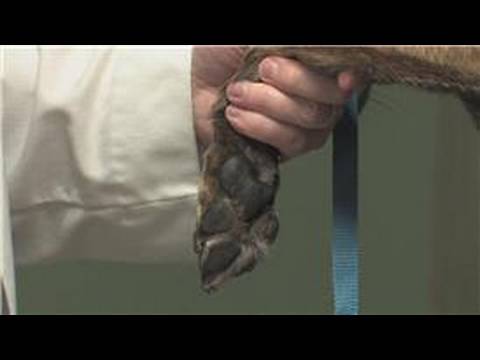 Dog Health : How to Treat a Pad Injury on a Dog Dog Health : How to Treat a Pad Injury on a Dog