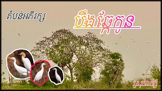 ផ្លូវទៅ បឹងឆ្កែកូន តំបន់អភិរក្សសត្វស្លាបស្រុកឯកភ្នំ ខេត្តបាត់ដំបង